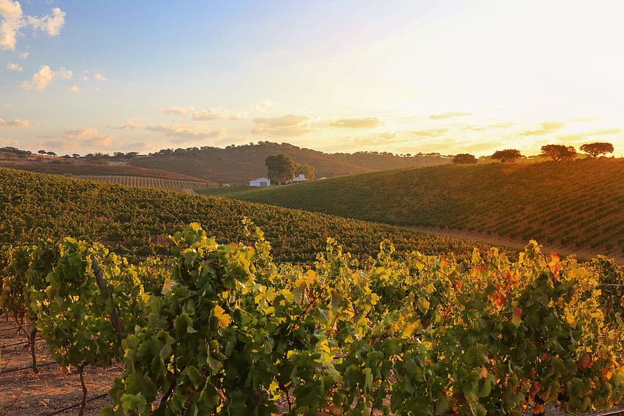 Alentejo Wine Region, Portugal 