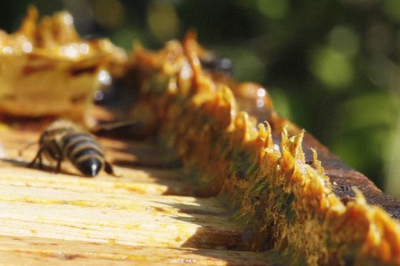 Health Benefits of Propolis: Which Diseases Is Propolis Good For?